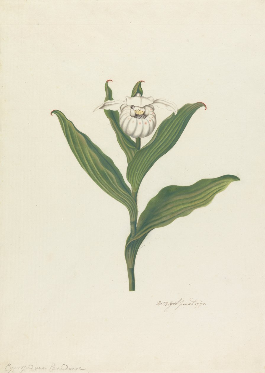 Scarpetta della Madonna (Cypripedium Canadense, Calceolus Maria) da Robert Blyth