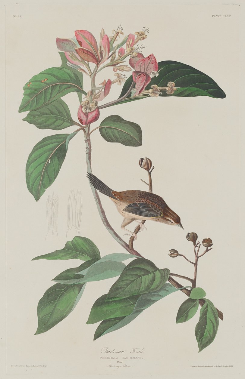 Fringuello di Bachman, 1833 da Robert Havell