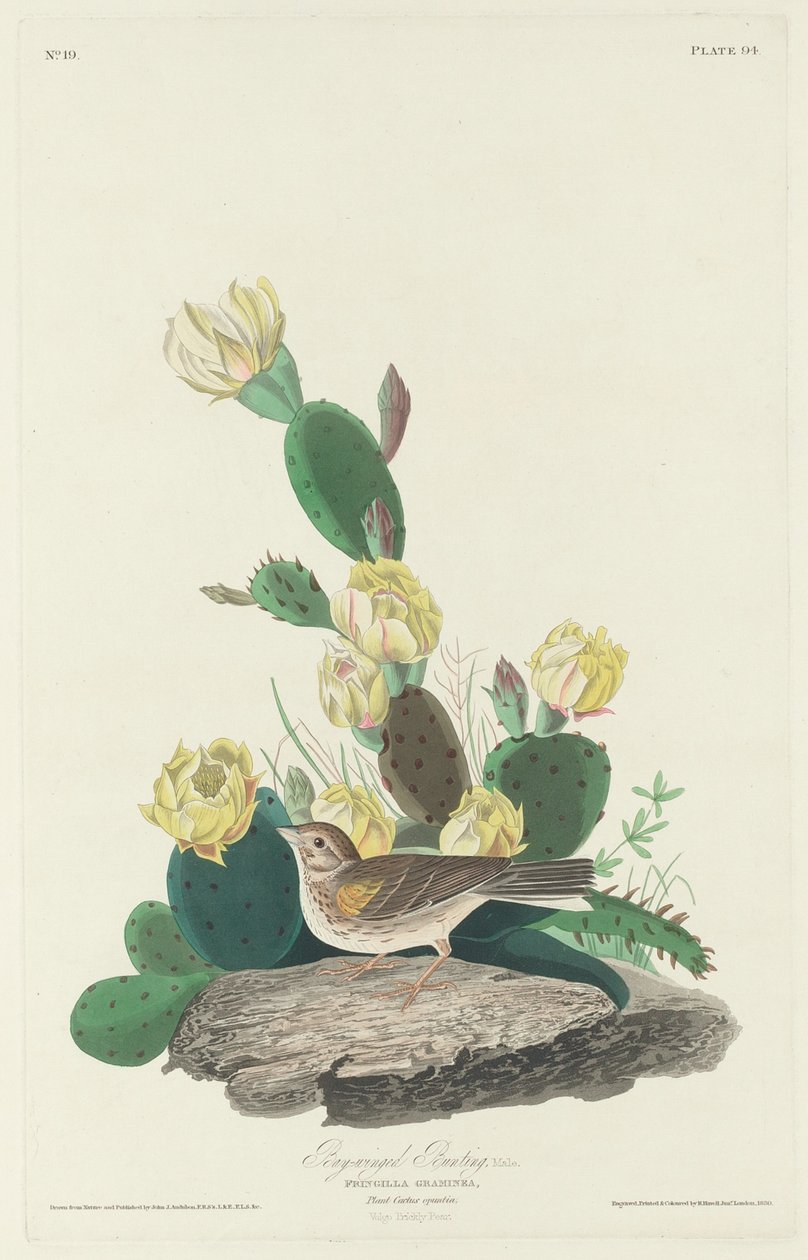 Zigolo dalle ali baia, 1830 da Robert Havell