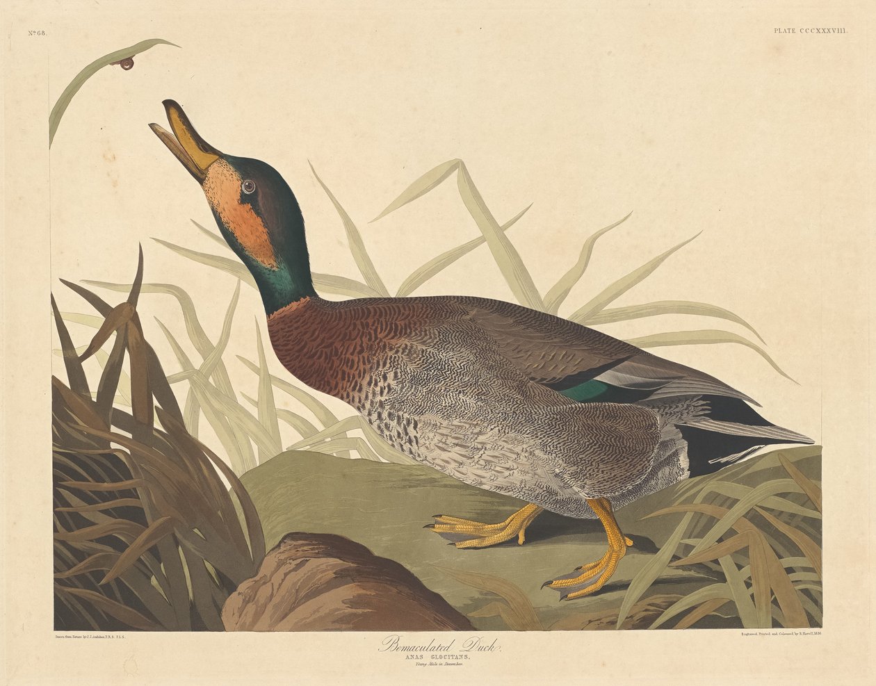 Anatra maculata, 1836 da Robert Havell