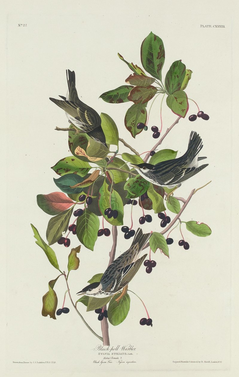 Parula nera, 1832 da Robert Havell