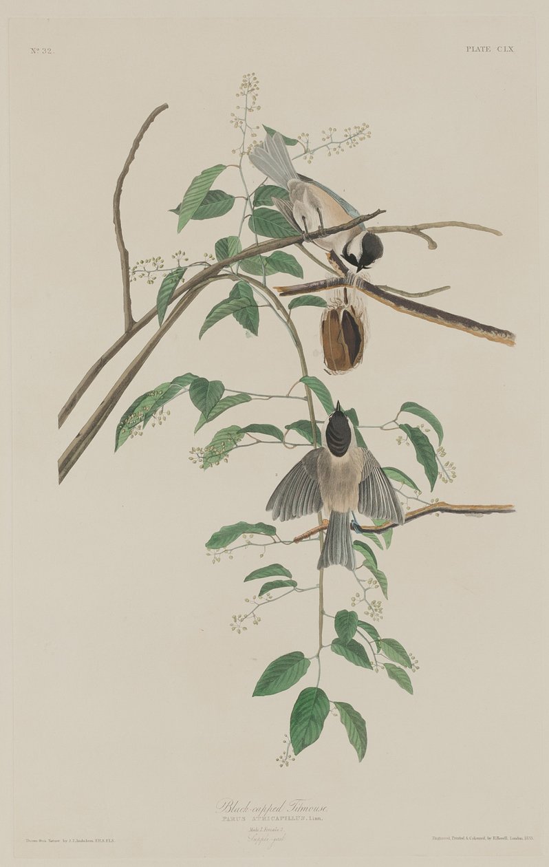 Cincia dal cappuccio nero, 1833 da Robert Havell