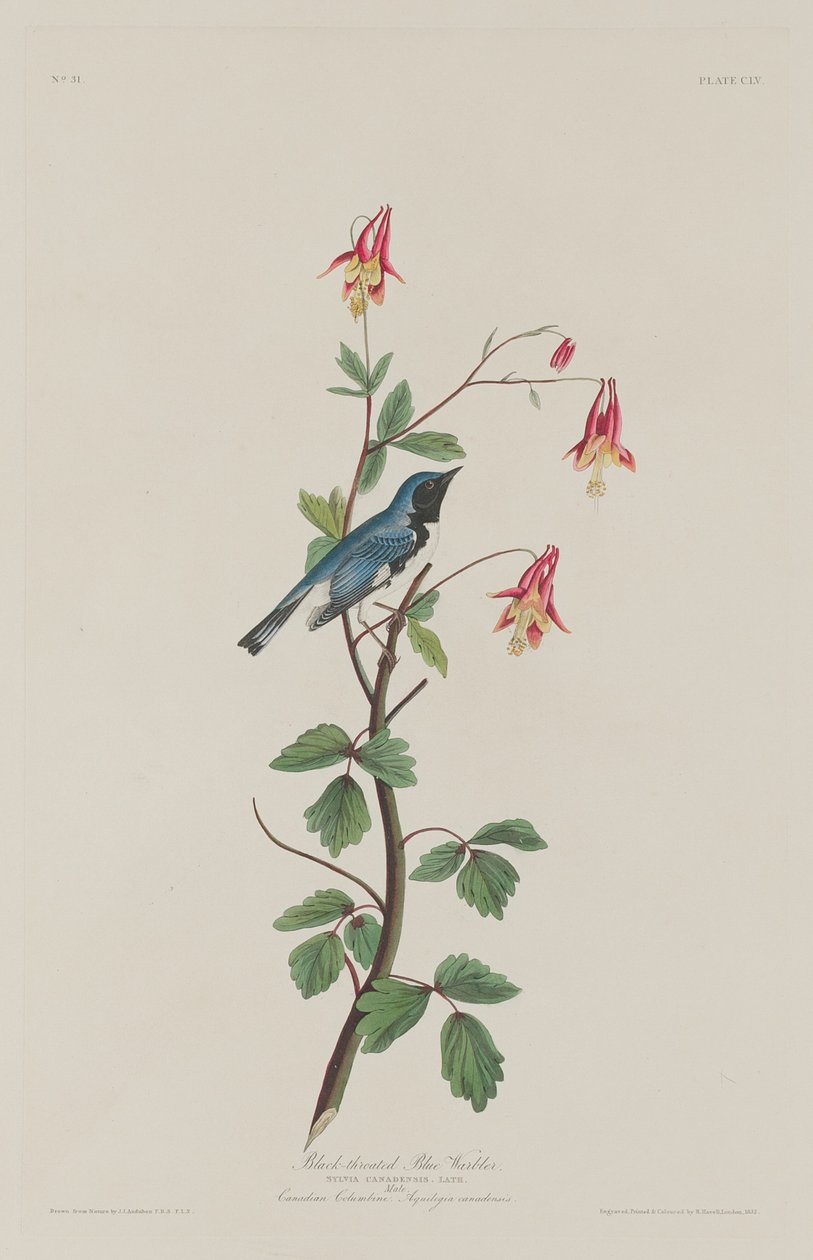 Parula dal dorso blu, 1832 da Robert Havell