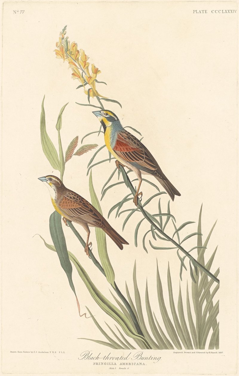 Zigolo dal collare nero, 1837 da Robert Havell