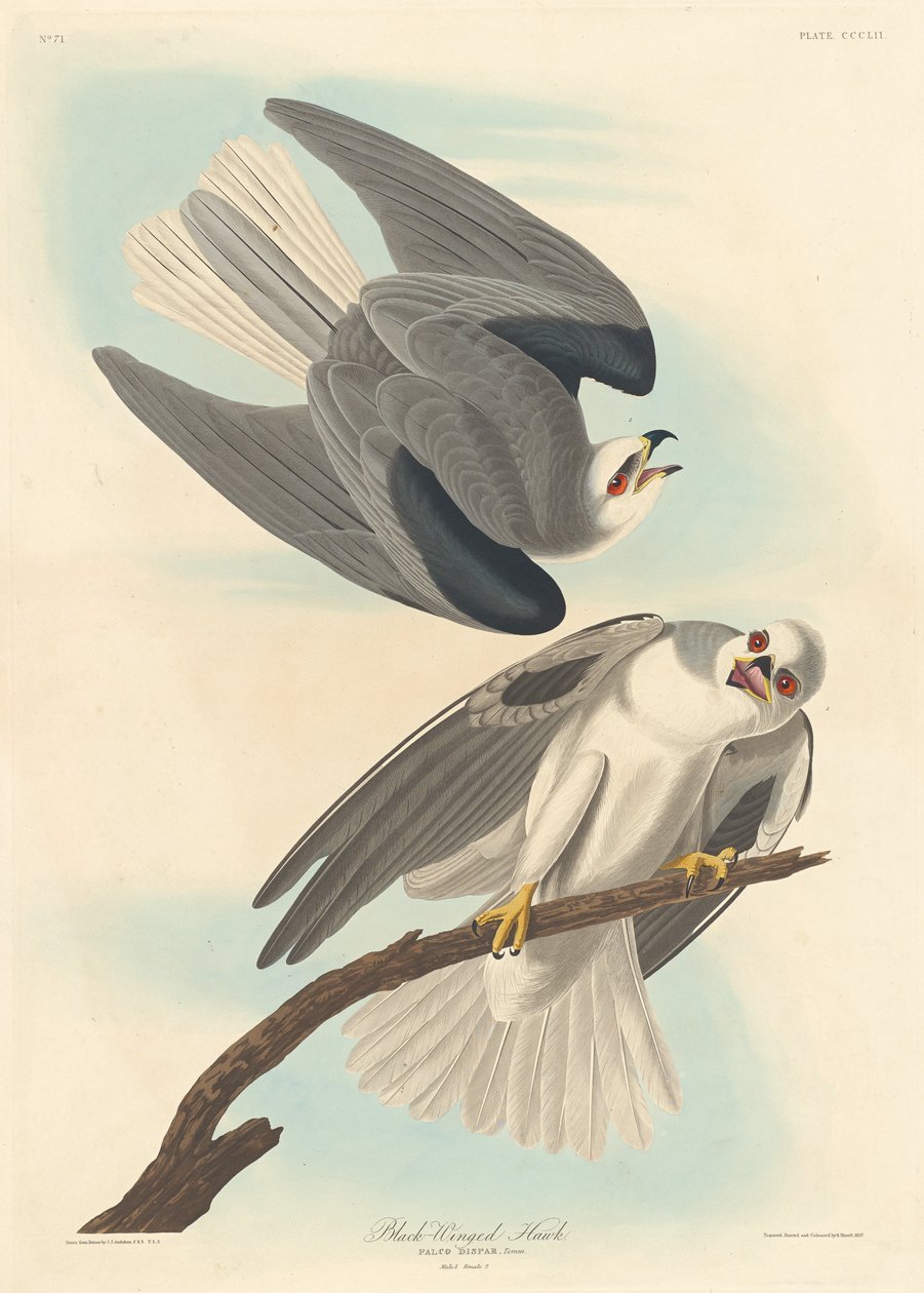 Falco dalle ali nere, 1837 da Robert Havell