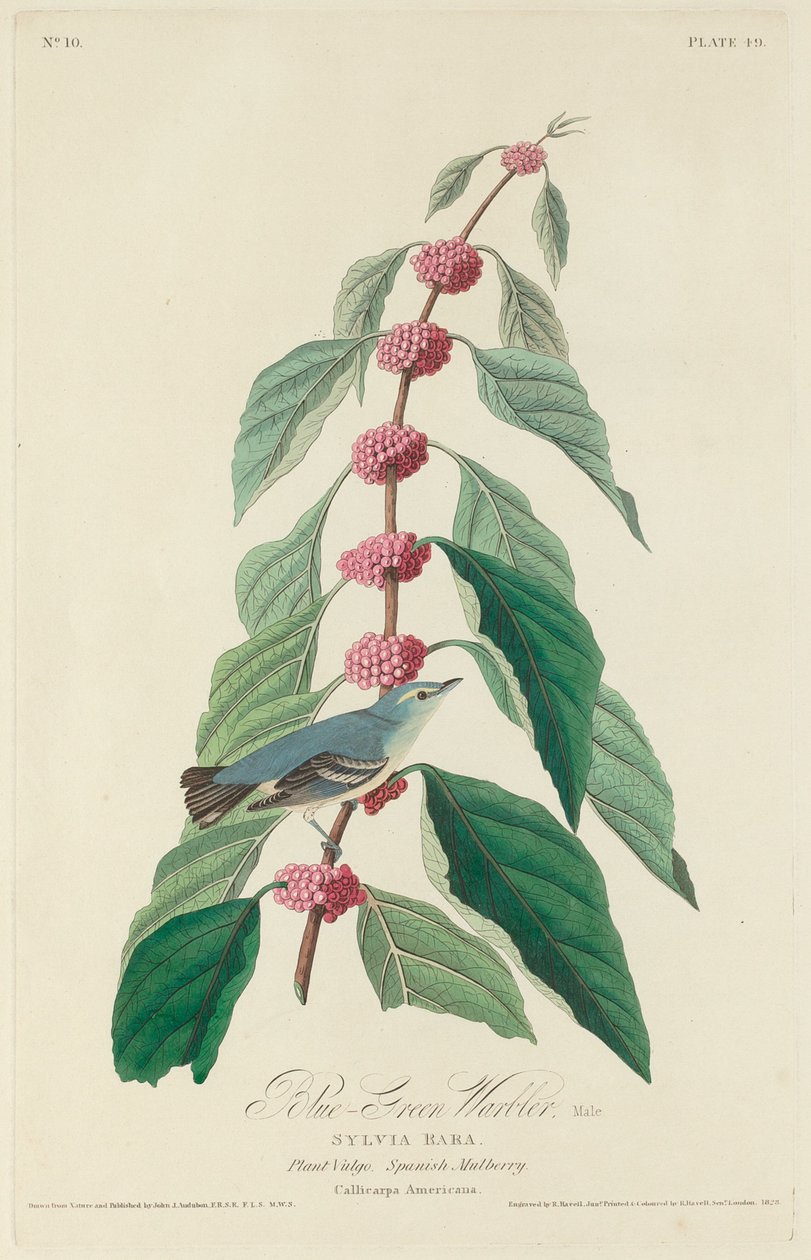 Warbler blu-verde, 1828 da Robert Havell