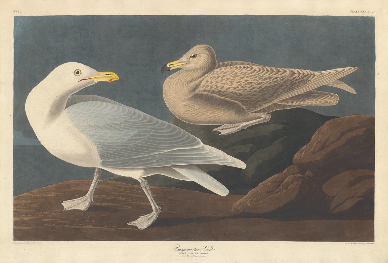 Gabbiano Burgomastro, 1837 da Robert Havell