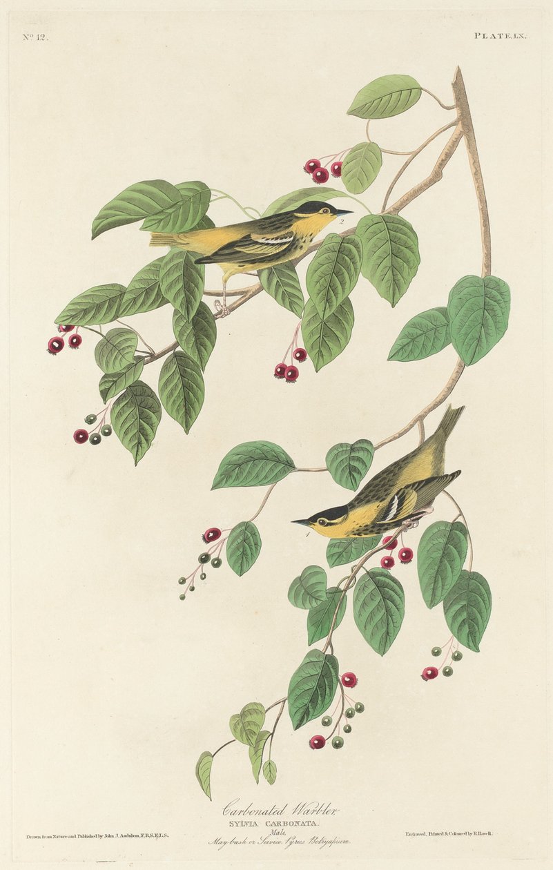 Sylvia atricapilla da Robert Havell