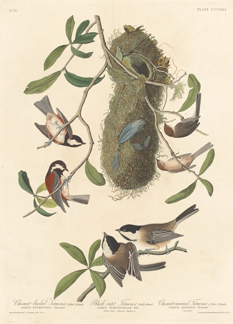 Cincia dal dorso castano, Cincia dal cappuccio nero e Cincia dalla corona castana, 1837 da Robert Havell