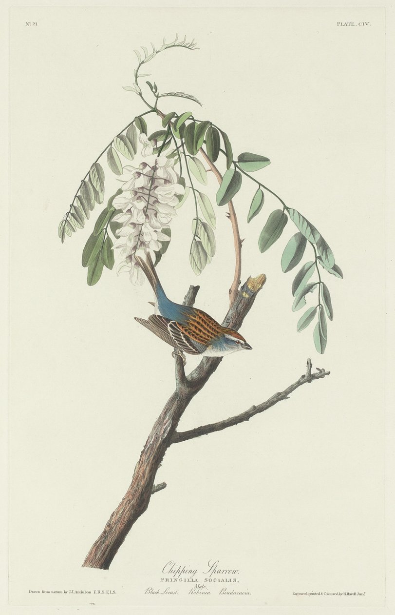 Passero truciolatore da Robert Havell
