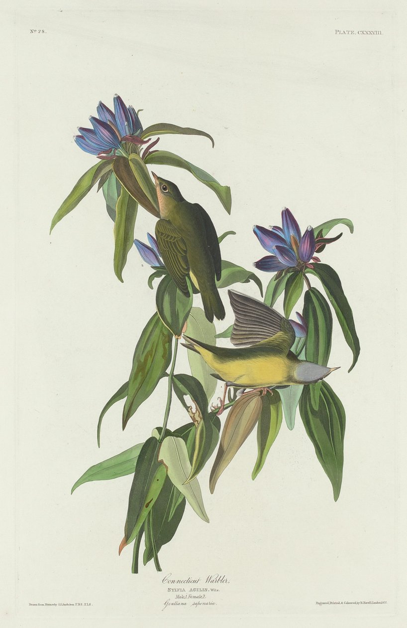 Parula del Connecticut, 1832 da Robert Havell