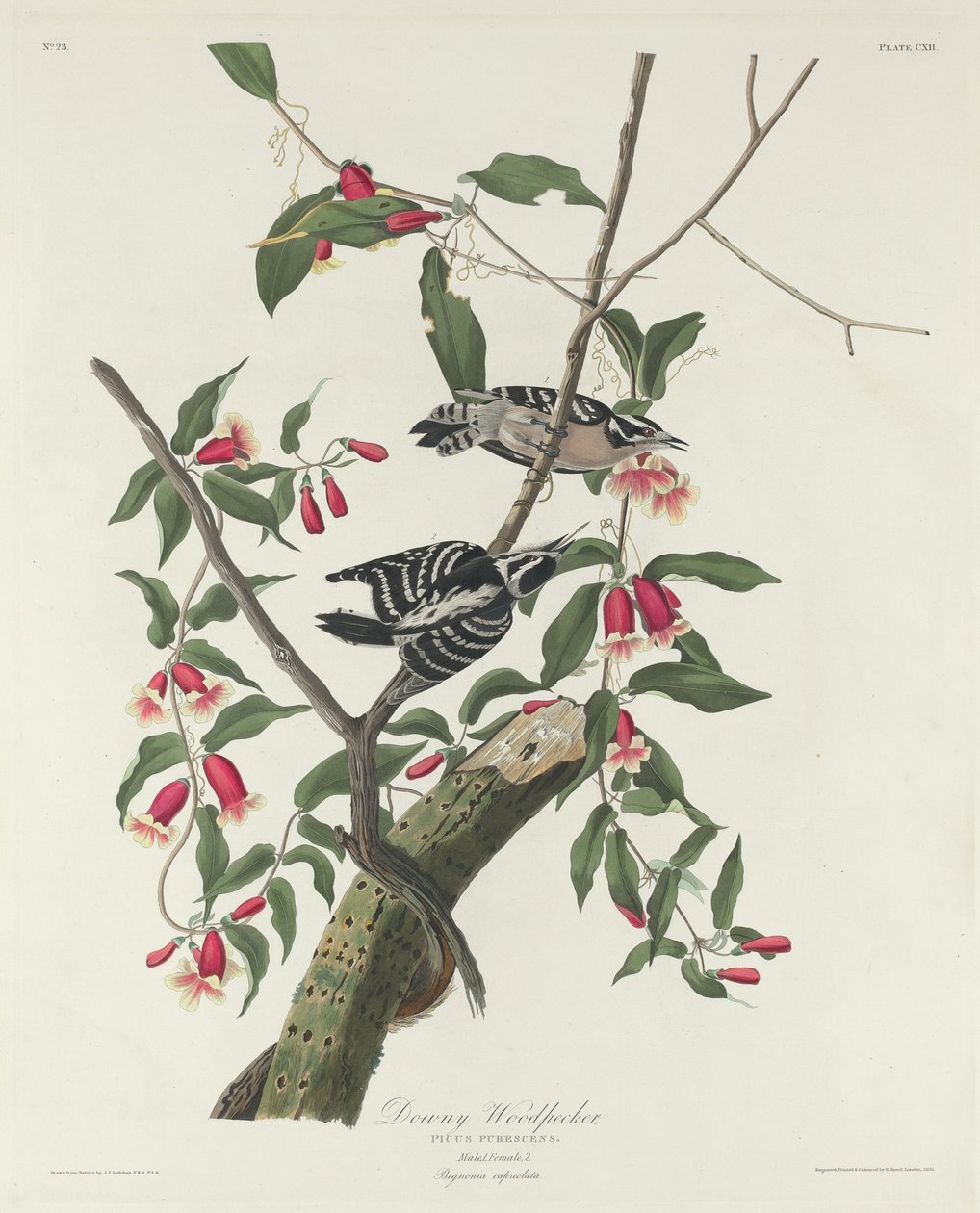 Picchio villoso da Robert Havell