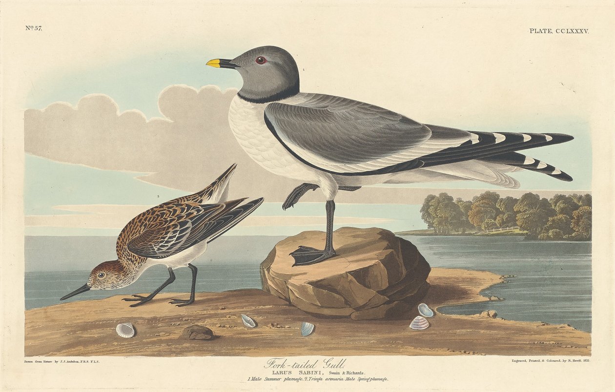 Gabbiano dalla coda biforcuta, 1835 da Robert Havell