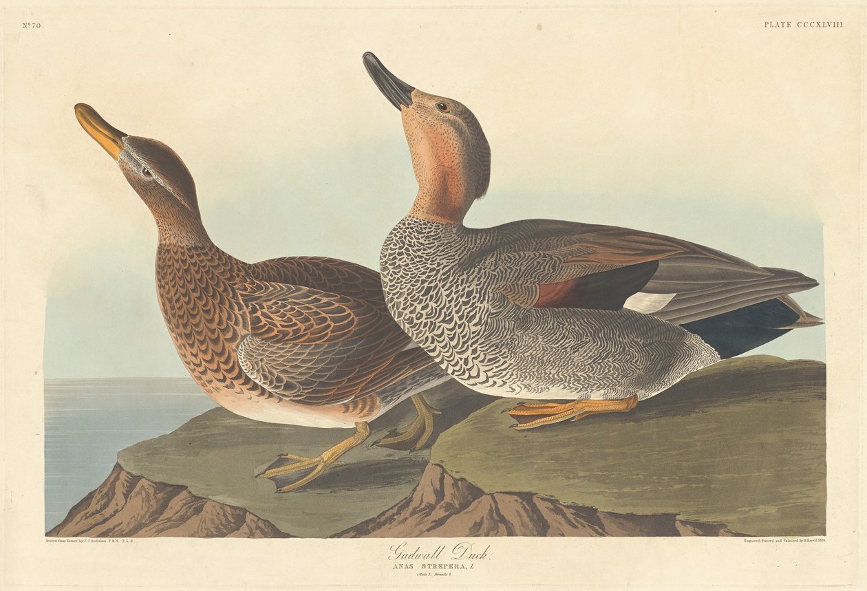 Anatra Gadwall, 1836 da Robert Havell