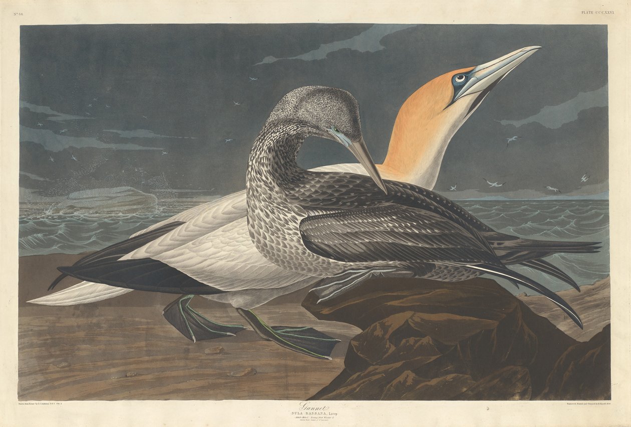 Sula da Robert Havell