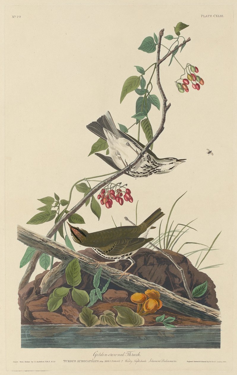 Tordo dalla Corona Dorata da Robert Havell