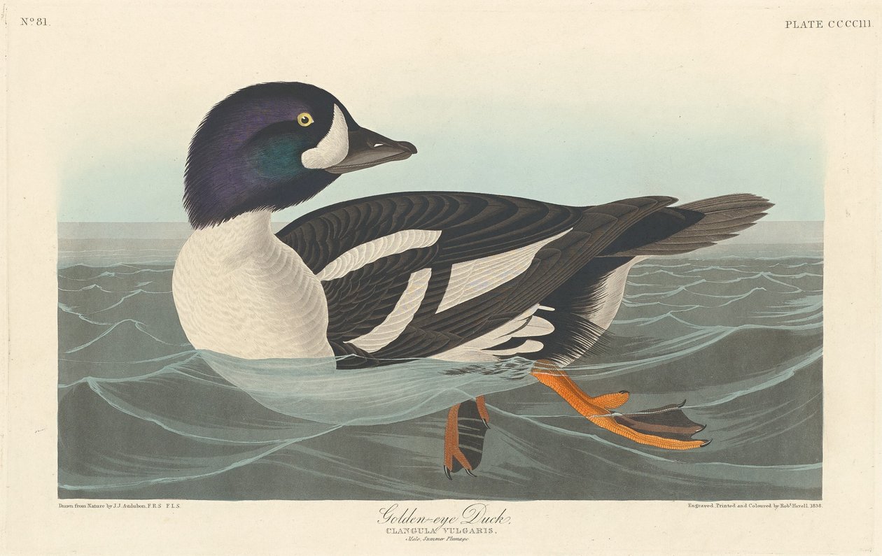 Anatra dagli occhi dorati, 1838 da Robert Havell