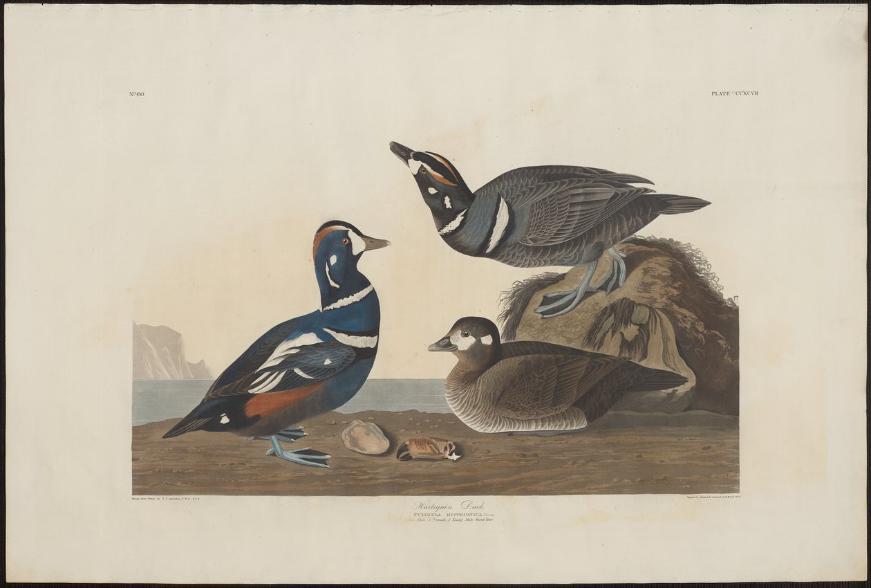 Anatra arlecchino da Robert Havell