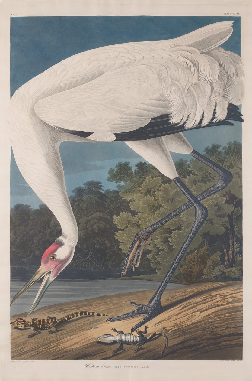 Gru urlatrice, 1834 da Robert Havell