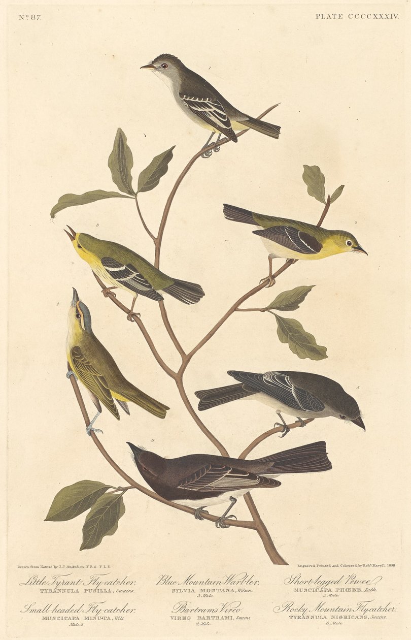Piccolo Tiranno Pigliamosche, Pigliamosche Testa Piccola, Parula di Montagna Blu da Robert Havell