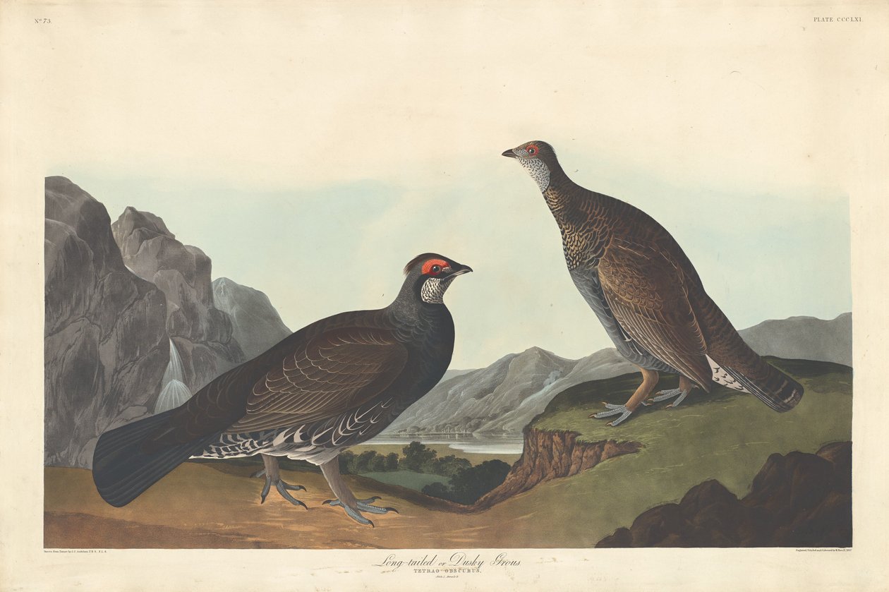 Gallo cedrone dalla lunga coda o scuro, 1837 da Robert Havell