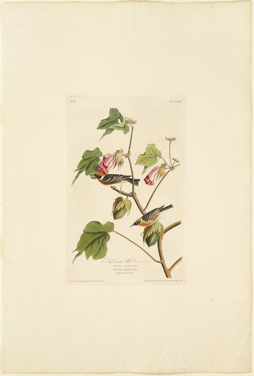 Maschio di Dendroica castanea da Robert Havell