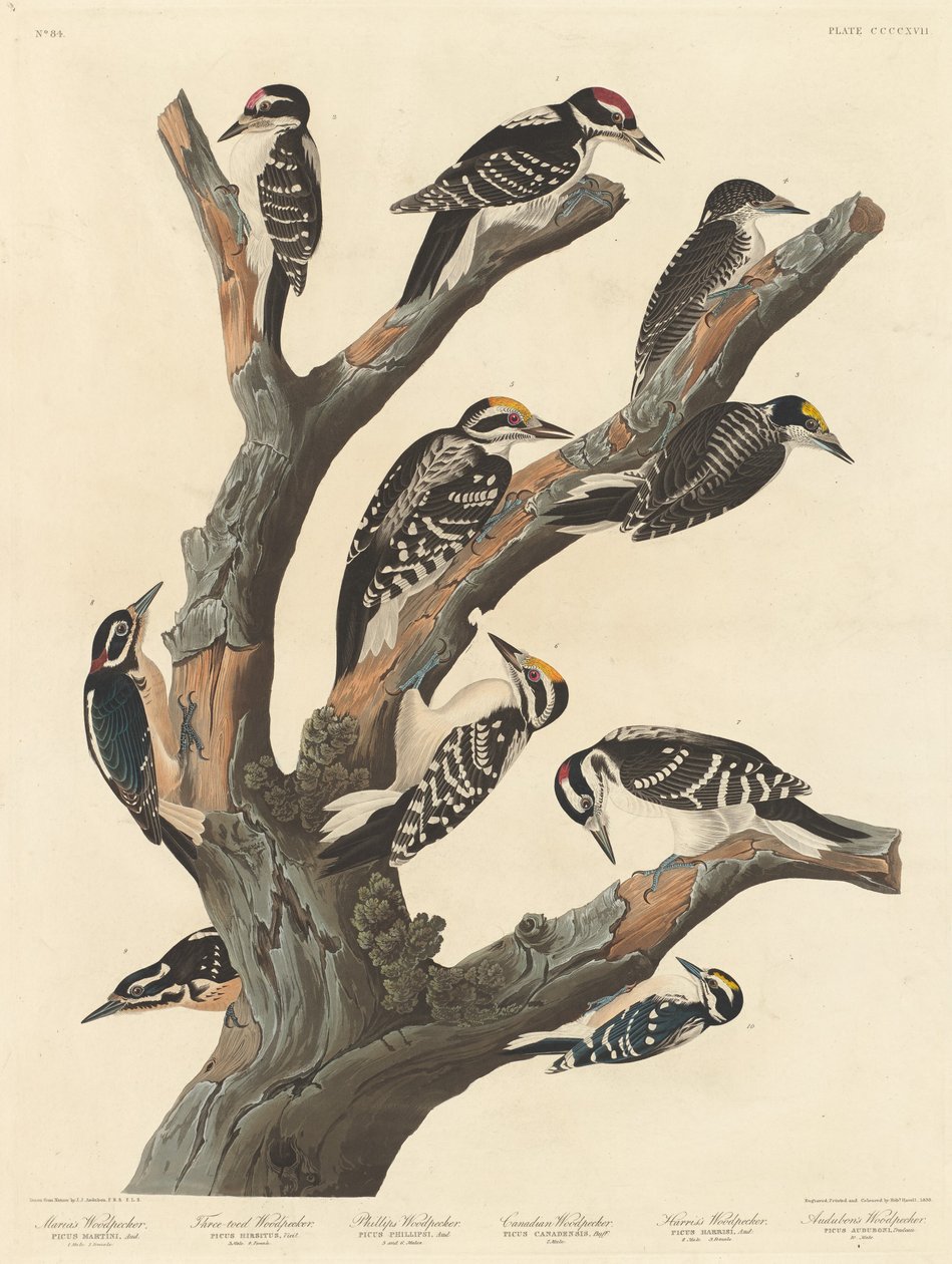 Picchio di Maria da Robert Havell
