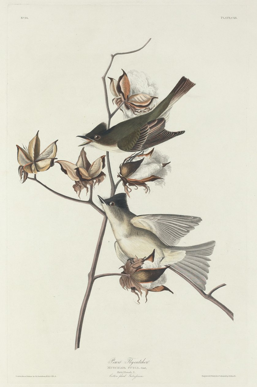 Pigliamosche Pewit, 1831 da Robert Havell
