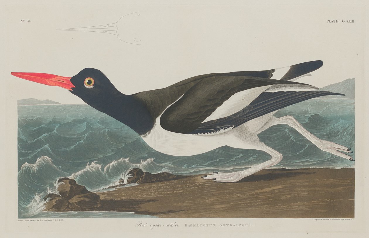 Pied Oyster-Catcher da Robert Havell