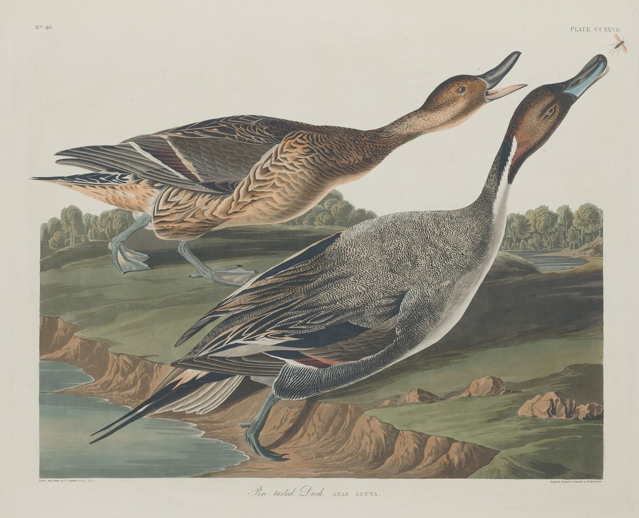 Anatra codone da Robert Havell