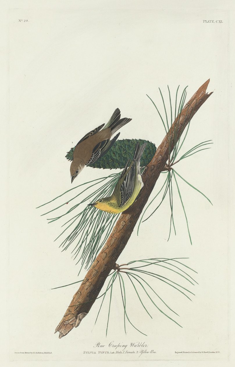 Parula dei Pini, 1832 da Robert Havell