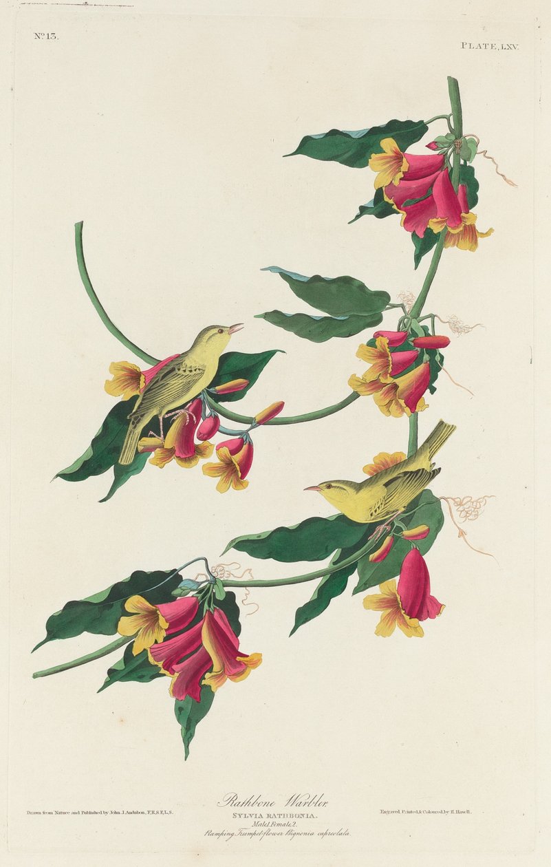 Rathbone Warbler, 1829 da Robert Havell