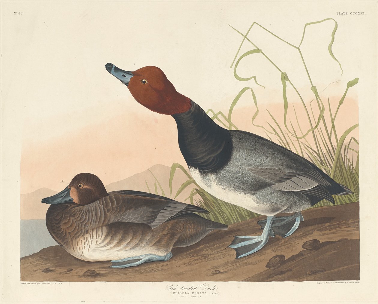 Anatra testa rossa, 1836 da Robert Havell