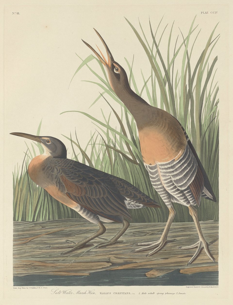 Gallinella di Palude da Robert Havell
