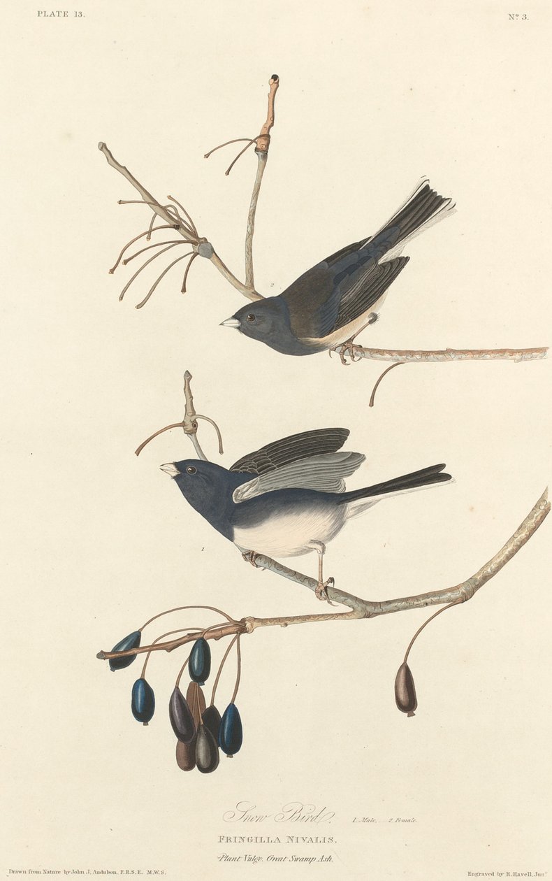 Uccello della neve da Robert Havell