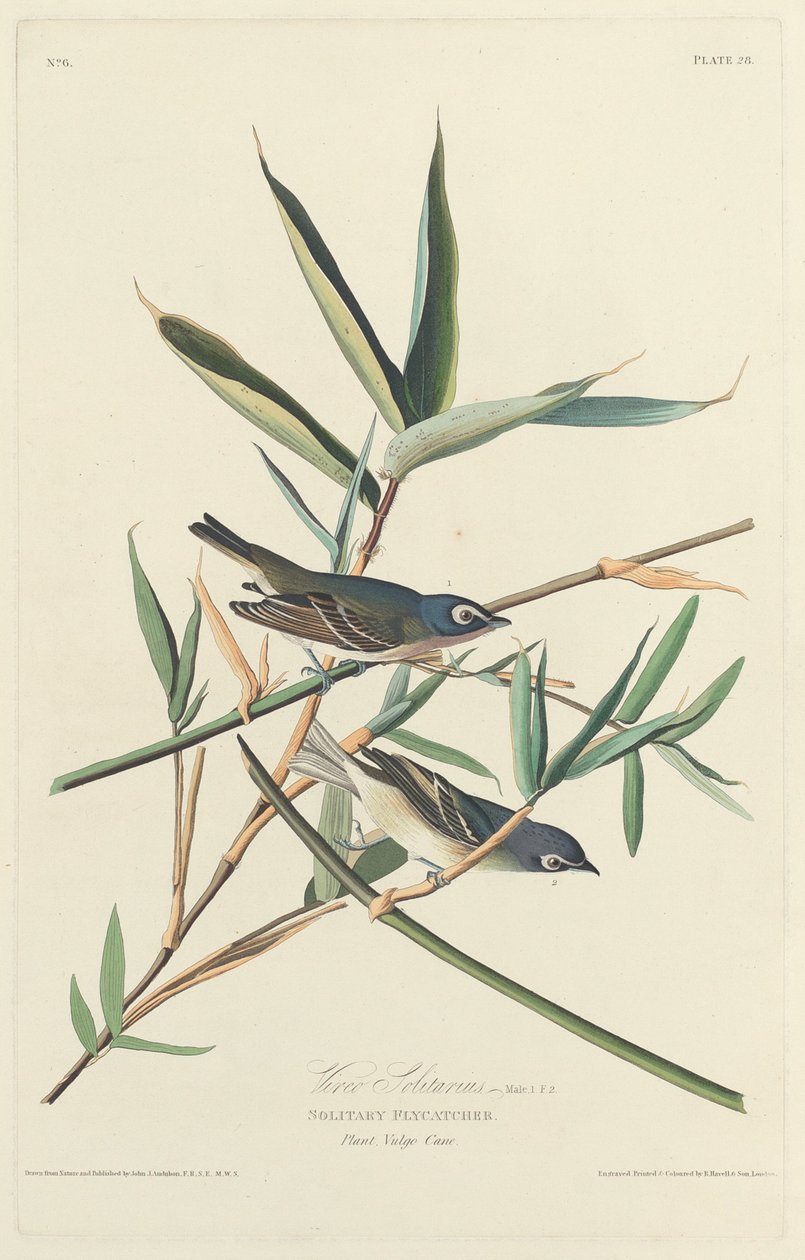 Pigliamosche solitario, 1828 da Robert Havell