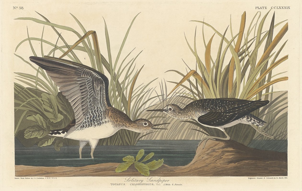Piro-piro Solitario, 1836 da Robert Havell