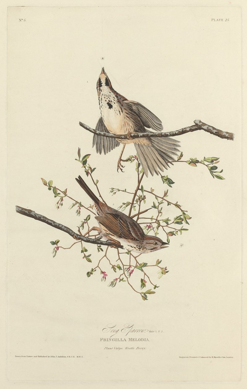 Passero Canoro da Robert Havell