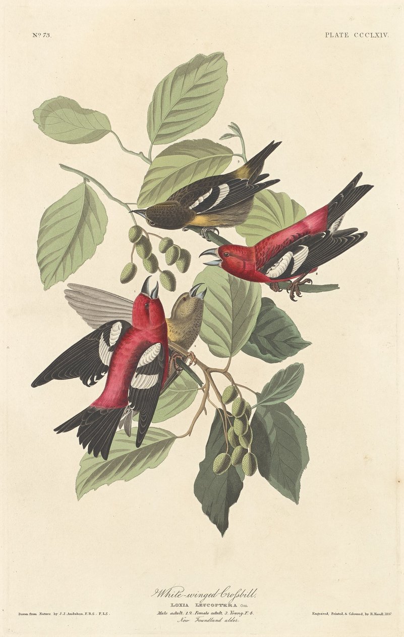 Crociere dalle ali bianche, 1837 da Robert Havell