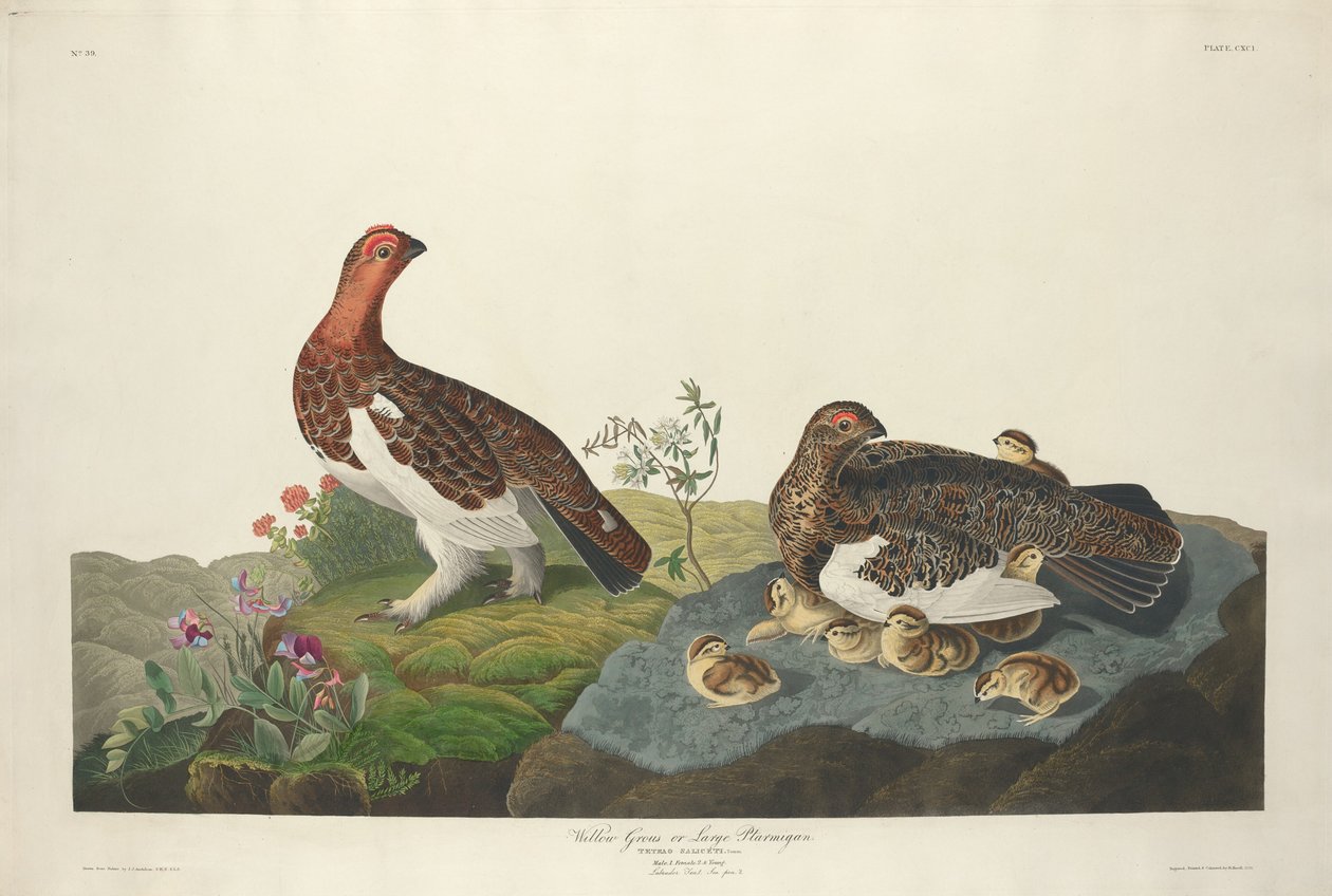 Willow Grouse da Robert Havell