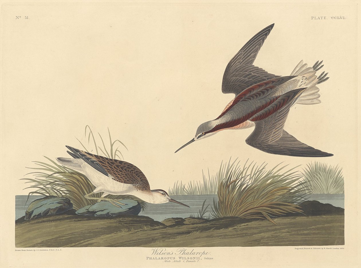 Falaropo di Wilson da Robert Havell