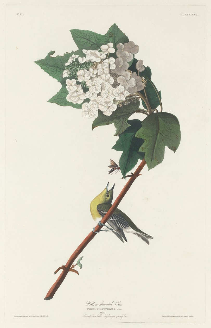 Vireo dalla gola gialla, 1831 da Robert Havell