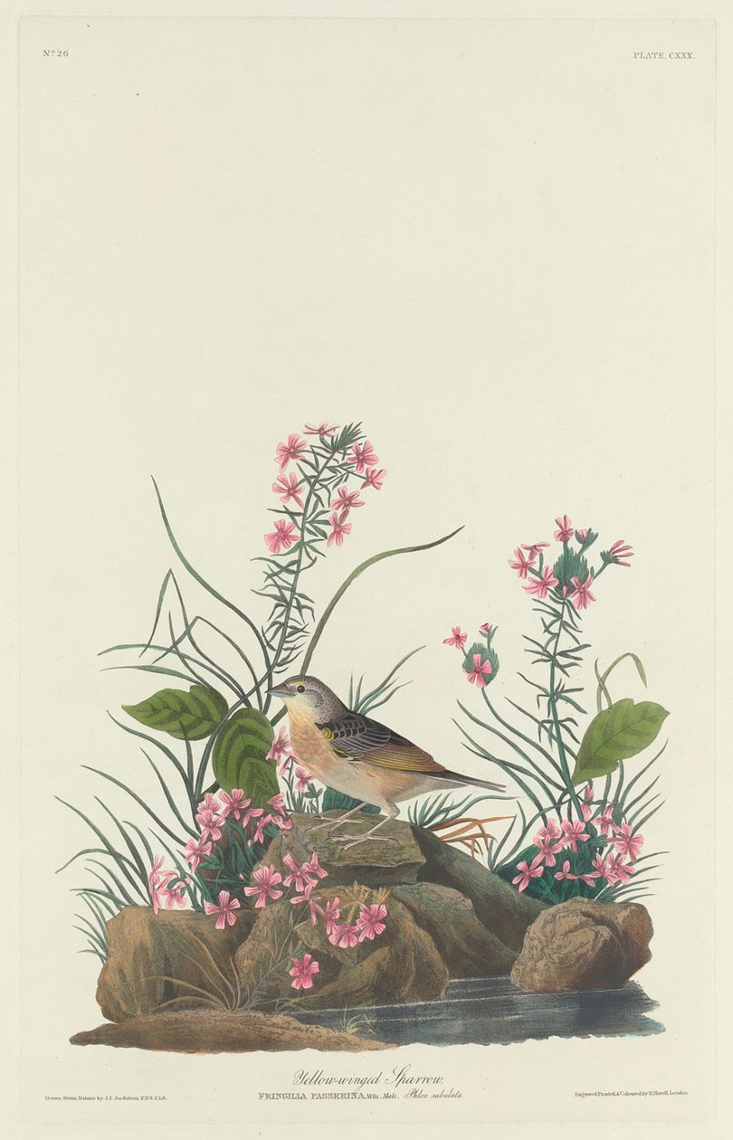 Passero dalle ali gialle da Robert Havell