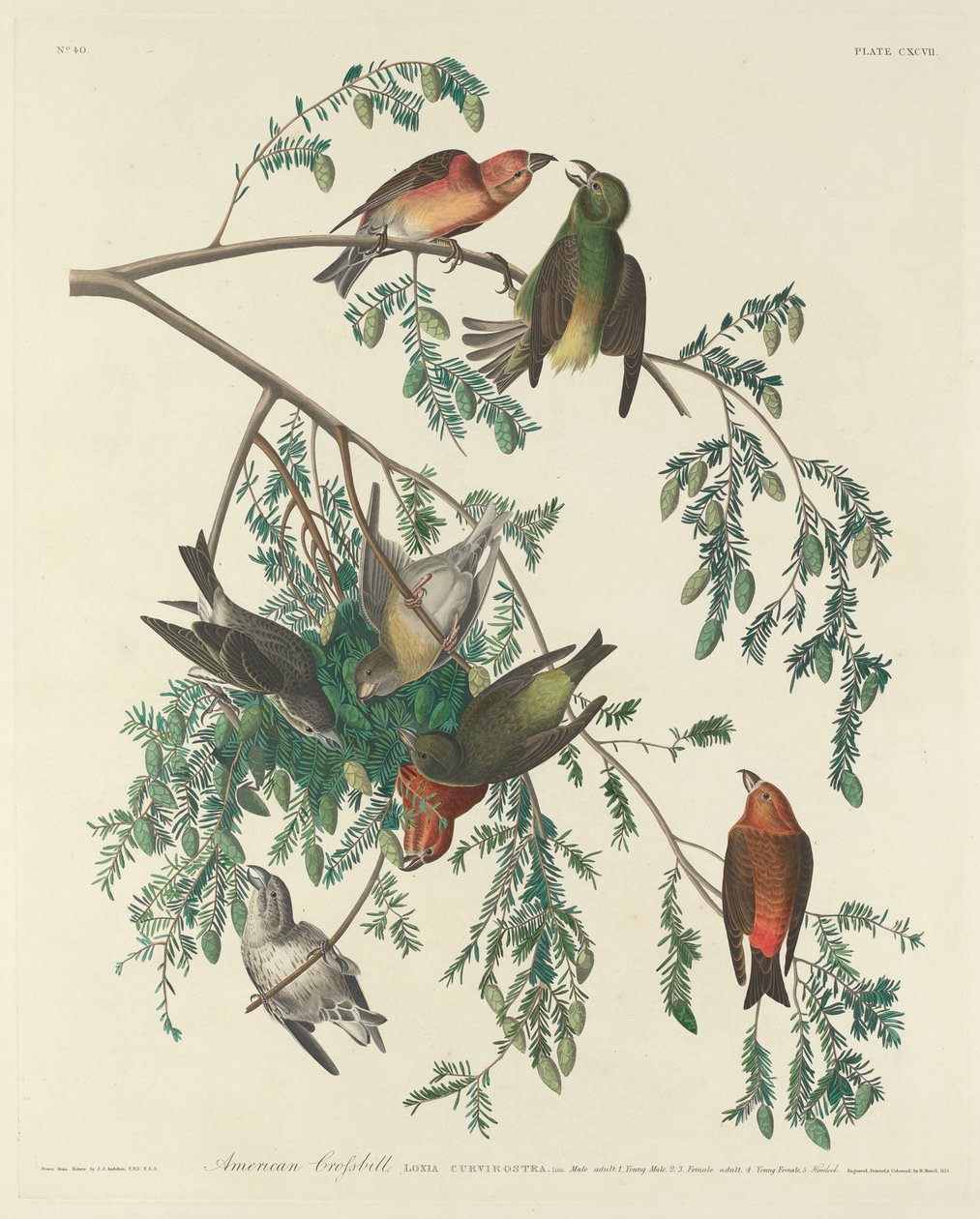 Crociere americana da Robert Havell after John James Audubon
