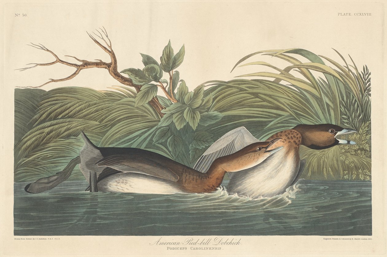 Svasso Americano da Robert Havell after John James Audubon