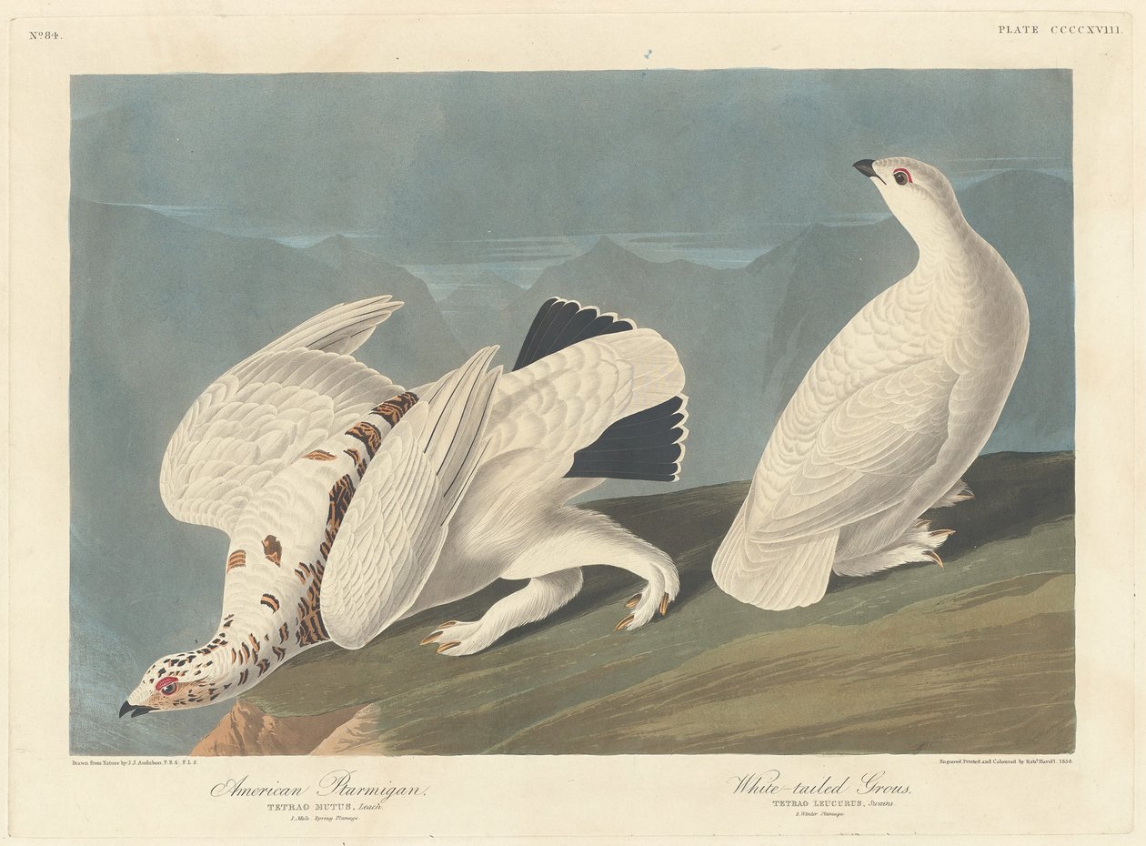 Pernice bianca americana e gallo cedrone dalla coda bianca da Robert Havell after John James Audubon