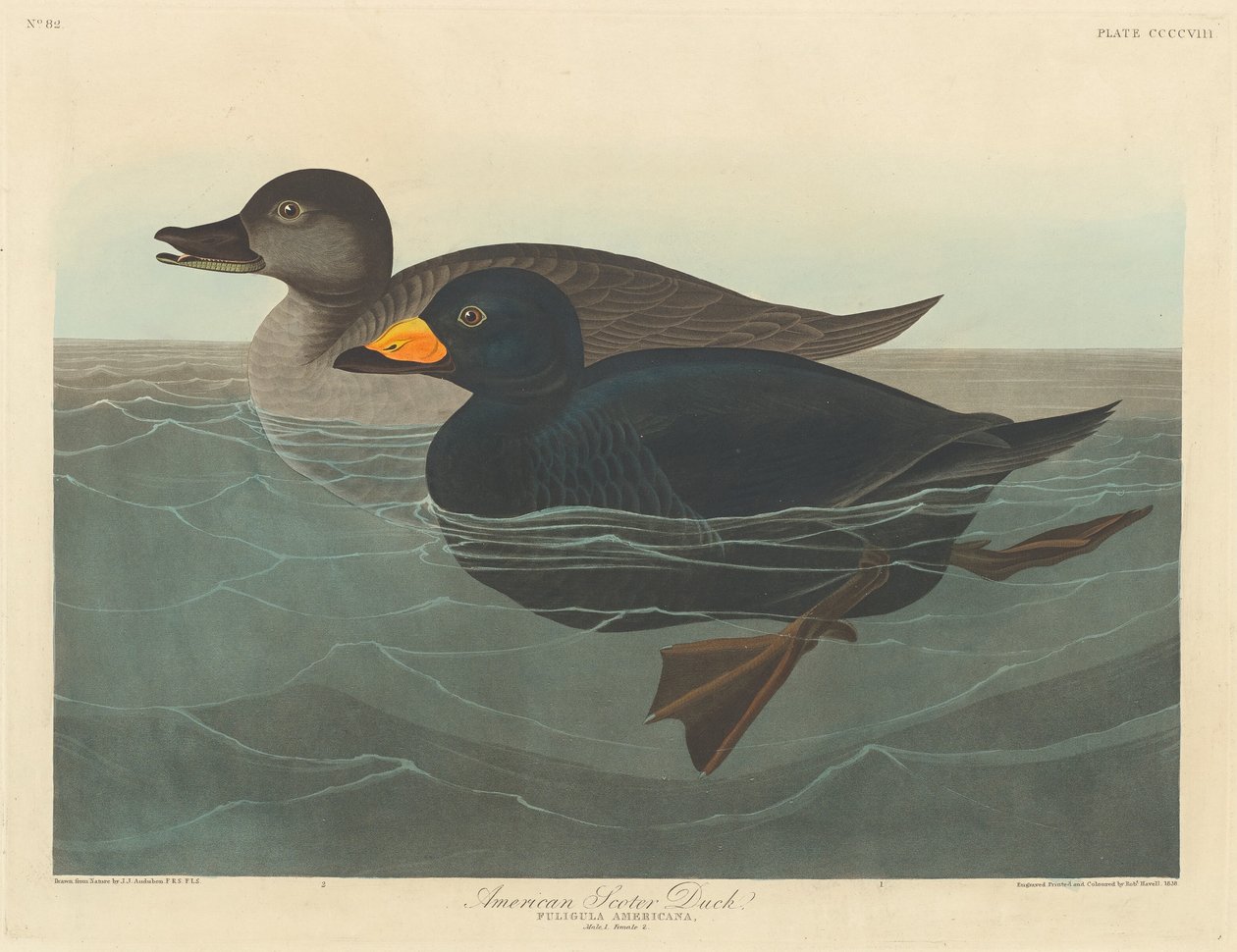 Anatra scoter americana da Robert Havell after John James Audubon