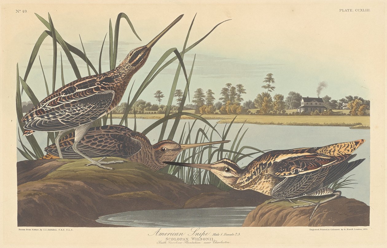 Beccaccino americano da Robert Havell after John James Audubon
