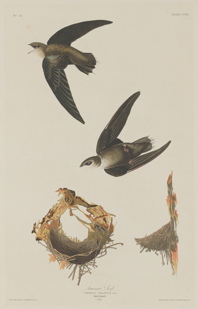 Rondone americano da Robert Havell after John James Audubon