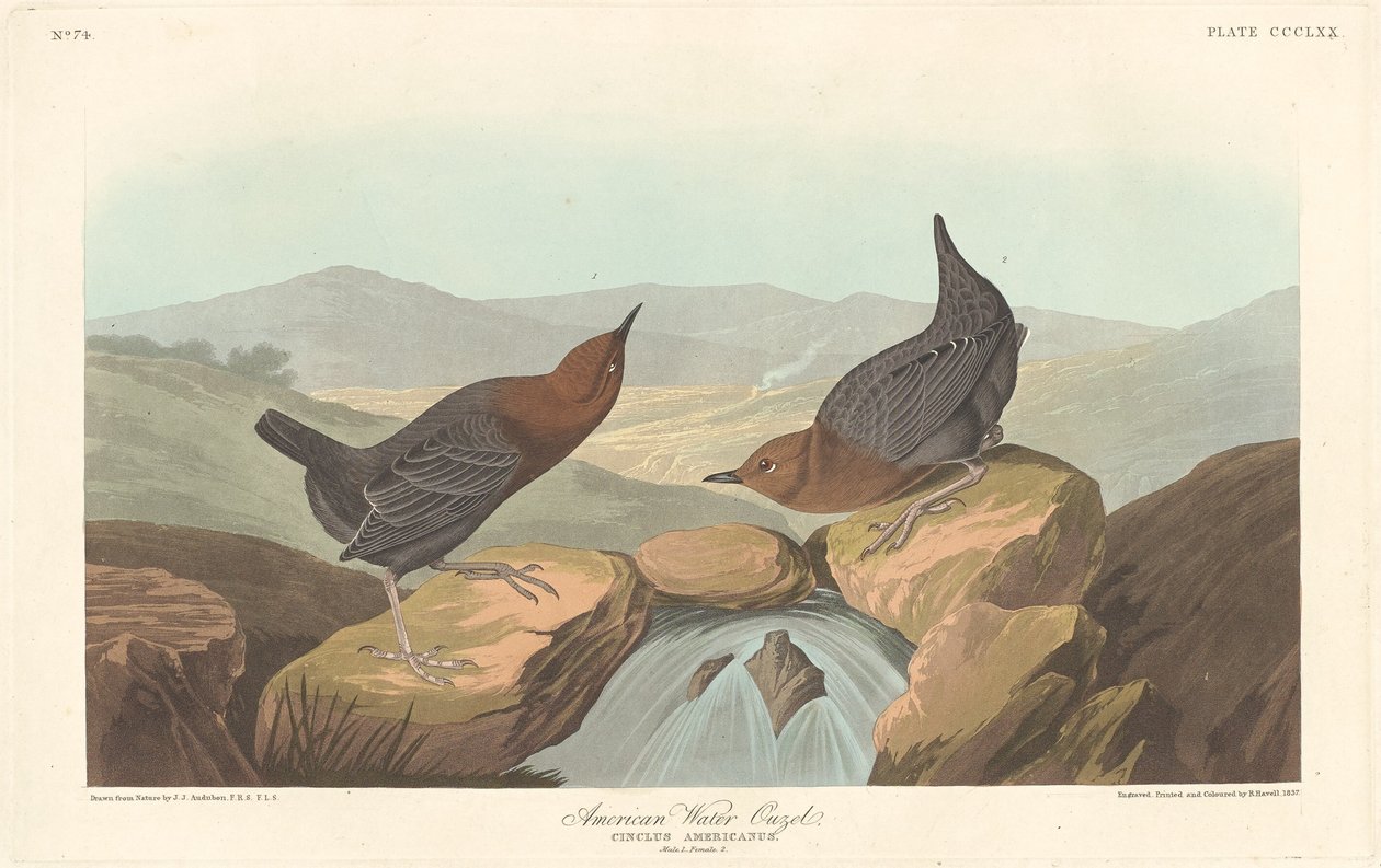 Merlo acquaiolo americano da Robert Havell after John James Audubon